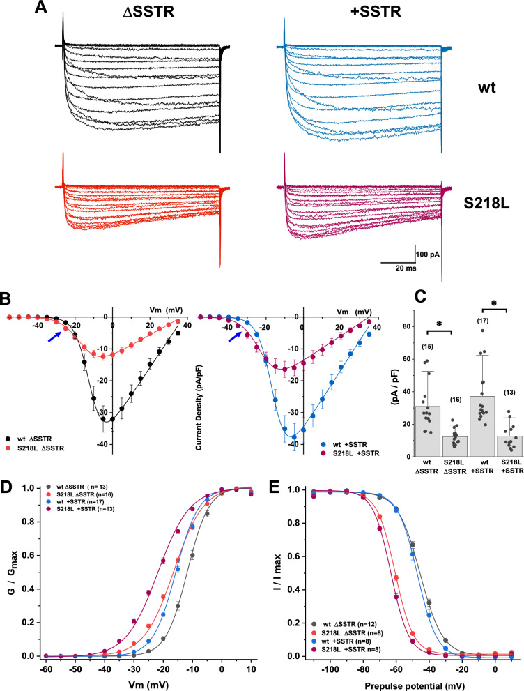A structural analysis of the splice-specific functional impact of the pathogenic familial hemiplegic migraine type 1 S218L mutation on Ca<sub>v</sub>2.1 P/Q-type channel gating.