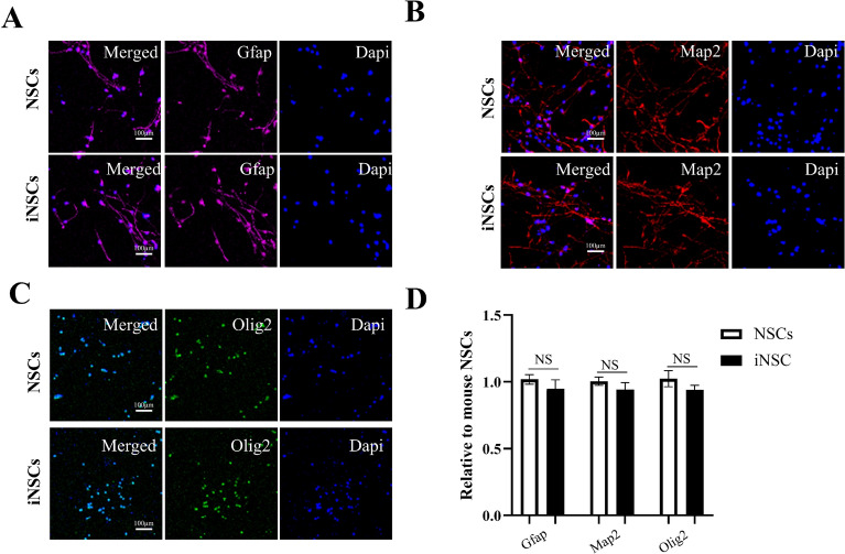 Study on the therapeutic potential of induced neural stem cells for Alzheimer's disease in mice.