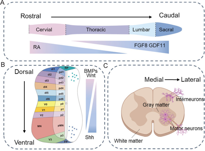 Progress in spinal cord organoid research: advancing understanding of neural development, disease modelling, and regenerative medicine.