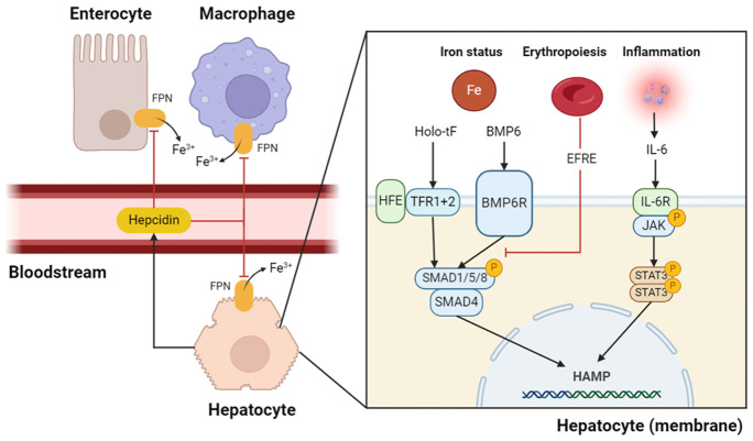 Alterations of Hepcidin and Iron Markers Associated with Obesity and Obesity-related Diabetes in Gambian Women.