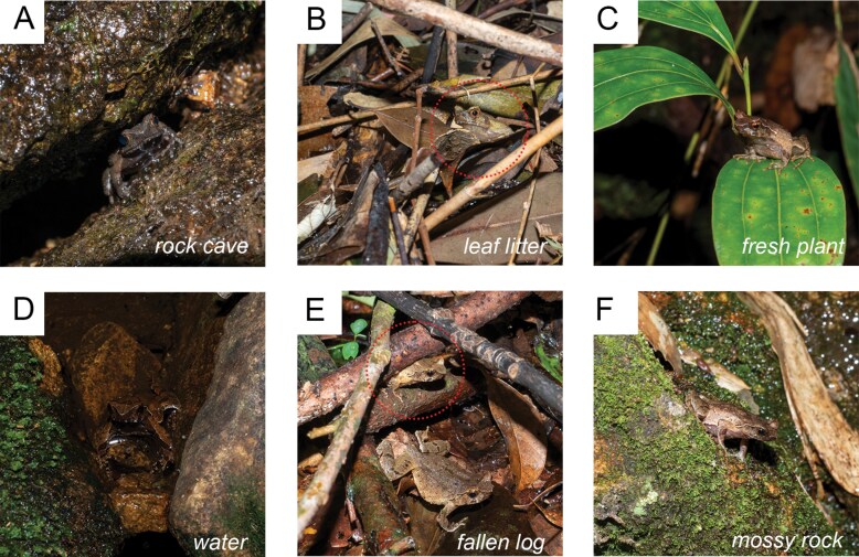 Call variation and calling site preference of three sympatric <i>Boulenophrys</i> frogs.