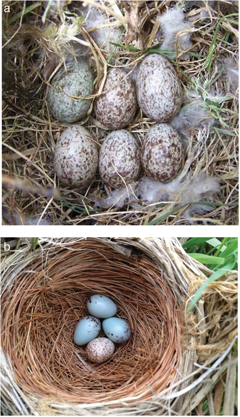 Egg shape in an obligate brood parasite stabilizes temperature variation during incubation.