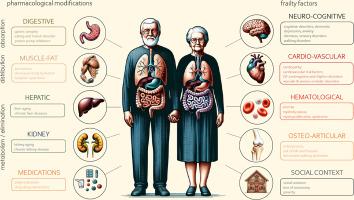 Safety of solid oncology drugs in older patients: a narrative review