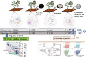 Mechanism insights into amendments enhanced dendroremediation for Cd and Zn-polluted soil: Bacterial co-occurrence networks’ complexity and stability