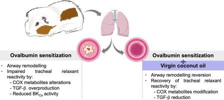 Virgin coconut oil prevents airway remodeling and recovers tracheal relaxing reactivity by reducing transforming growth factor β expression on asthmatic guinea pig