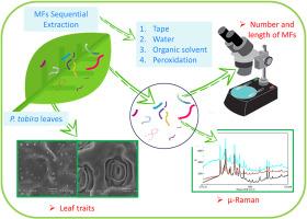 Sequential extraction of anthropogenic microfibers from the leaves of Pittosporum tobira