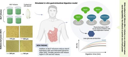 White mulberry leaf (Morus alba L.) infusion as a strategy to reduce starch digestibility: The influence of particle size of leaf powder