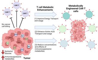 Applying metabolic control strategies to engineered T cell cancer therapies