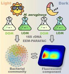 Light-driven differences in bacterial networks and organic matter decomposition: Insights from an analysis of the harmful cyanobacterium Microcystis aeruginosa PCC 7806