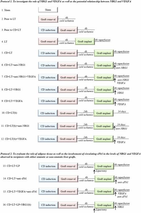 The role of Neuregulin-1 in steatotic and non-steatotic liver transplantation from donors after cardiocirculatory death