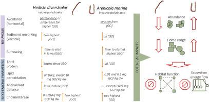 Potential advantage of invasive estuarine worms over native species under exposure to relevant concentrations of graphene oxide: Behavioral and biochemical insights