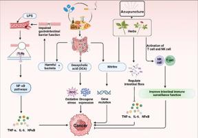 Gut microbiota modulation through Traditional Chinese Medicine (TCM) - improving outcomes in Gastrointestinal (GI) cancer prevention and management