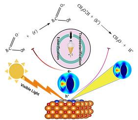 Harnessing visible light for sustainable biodiesel production with Ni/Si/MgO photocatalyst