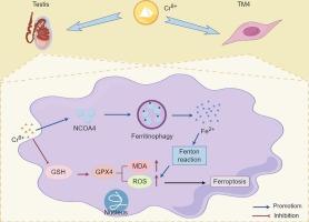 Ferritinophagy is involved in hexavalent chromium-induced ferroptosis in Sertoli cells