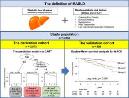 A machine learning algorithm for stratification of risk of cardiovascular disease in metabolic dysfunction-associated steatotic liver disease