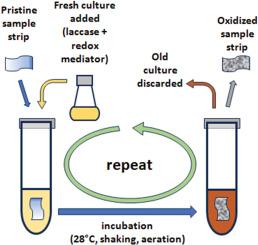 Oxidative deterioration of polypropylene by redox mediators and yeast expressing a fungal recombinant laccase