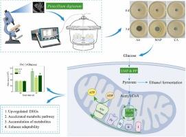 Transcriptomics and metabolomics profiling revealed the adaptive mechanism of Penicillium digitatum under modified atmosphere packaging-simulated gas stress