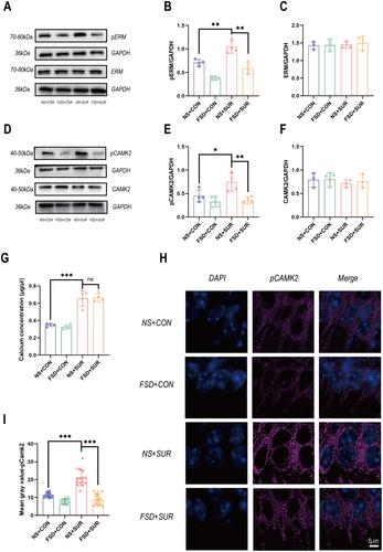 Fasudil Alleviates Postoperative Neurocognitive Disorders in Mice by Downregulating the Surface Expression of α5GABAAR in Hippocampus