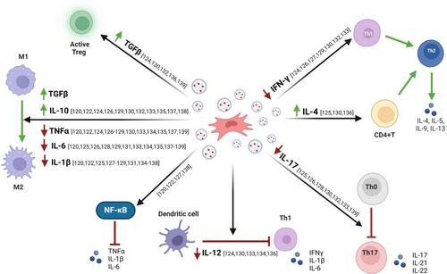 Therapeutic potential of mesenchymal stem cell-derived extracellular vesicles: A focus on inflammatory bowel disease