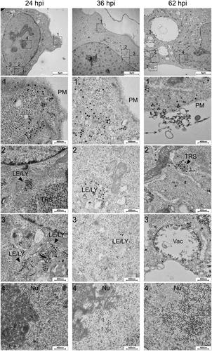 BK Polyomavirus Infection of Bladder Microvascular Endothelial Cells Leads to the Activation of the cGAS-STING Pathway