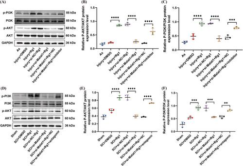 Ginsenoside Rg1 Regulates the Activation of Astrocytes Through lncRNA-Malat1/miR-124-3p/Lamc1 Axis Driving PI3K/AKT Signaling Pathway, Promoting the Repair of Spinal Cord Injury