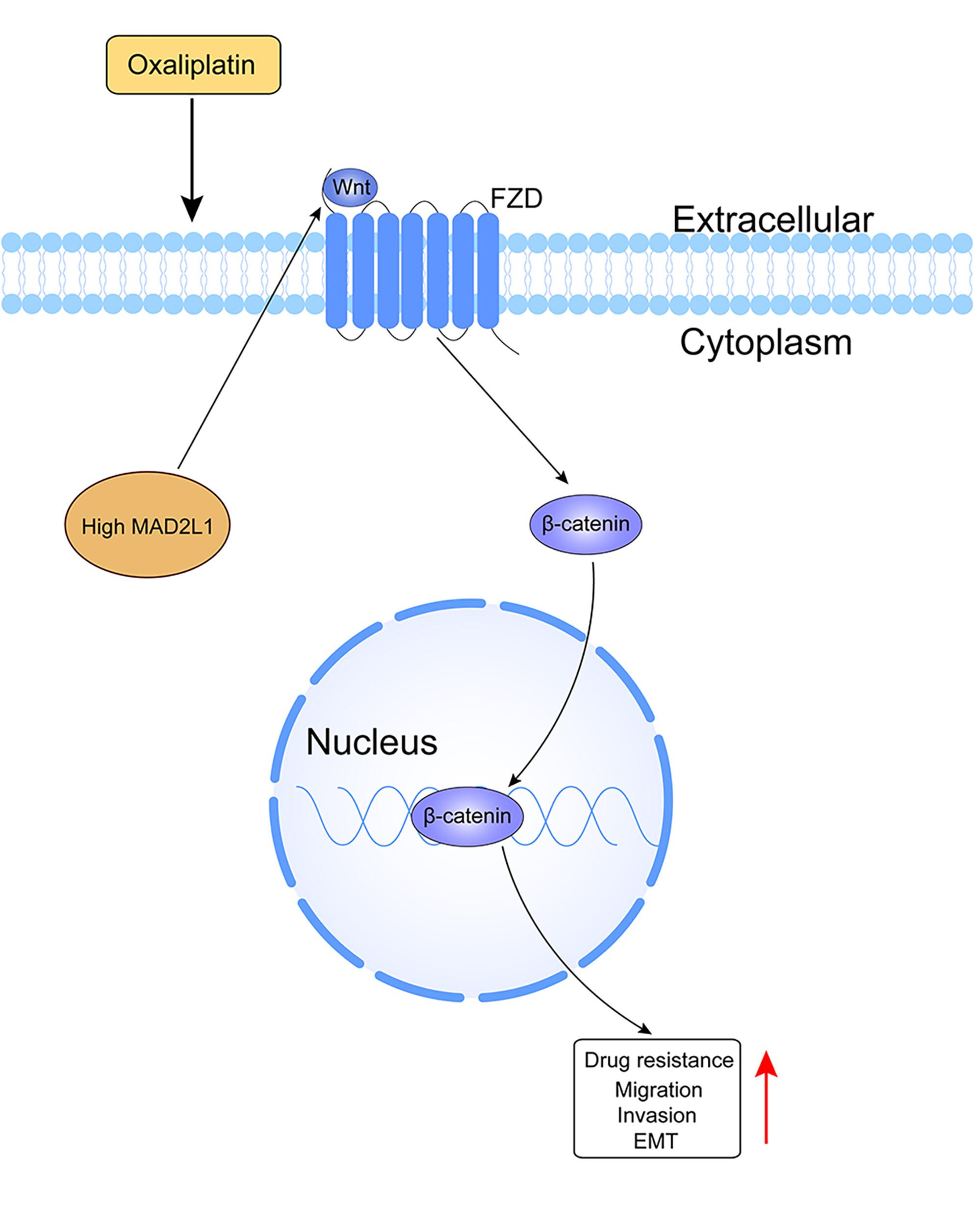 Mitotic Arrest Deficient 2 Like 1 Contributes to Colorectal Cancer Cell Migration, Invasion, and Oxaliplatin Resistance Through the Wnt/β-Catenin Pathway