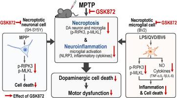 Neuroprotective and anti-inflammatory effects of the RIPK3 inhibitor GSK872 in an MPTP-induced mouse model of Parkinson's disease