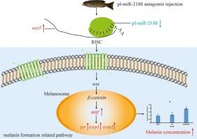 Characterization and functional analysis of pl-miR-2188 in melanin synthesis in leopard coral grouper (Plectropomus leopardus)