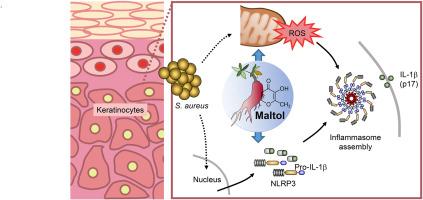 Maltol, a compound in Korean Red Ginseng, attenuates the Staphylococcus aureus–induced inflammasome activation in the skin