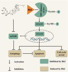 20(S)-Ginsenoside Rh2 induces apoptosis and autophagy in melanoma cells via suppressing Src/STAT3 signaling