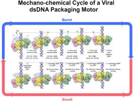 The mechano-chemistry of a viral genome packaging motor