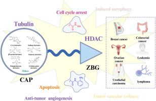 Tubulin/HDAC dual-target inhibitors: Insights from design strategies, SARs, and therapeutic potential