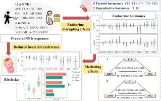 Prenatal exposure to neonicotinoid insecticides, fetal endocrine hormones and birth size: Findings from SMBCS