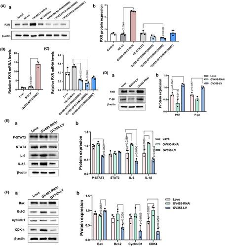 The combination of FLCWK with 5-FU inhibits colon cancer and multidrug resistance by activating PXR to suppress the IL-6/STAT3 pathway