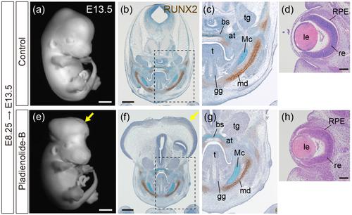 Pharmacological Inhibition of the Spliceosome SF3b Complex by Pladienolide-B Elicits Craniofacial Developmental Defects in Mouse and Zebrafish