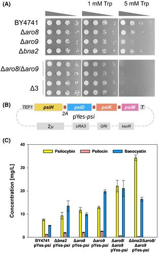 Optimized psilocybin production in tryptophan catabolism-repressed fungi