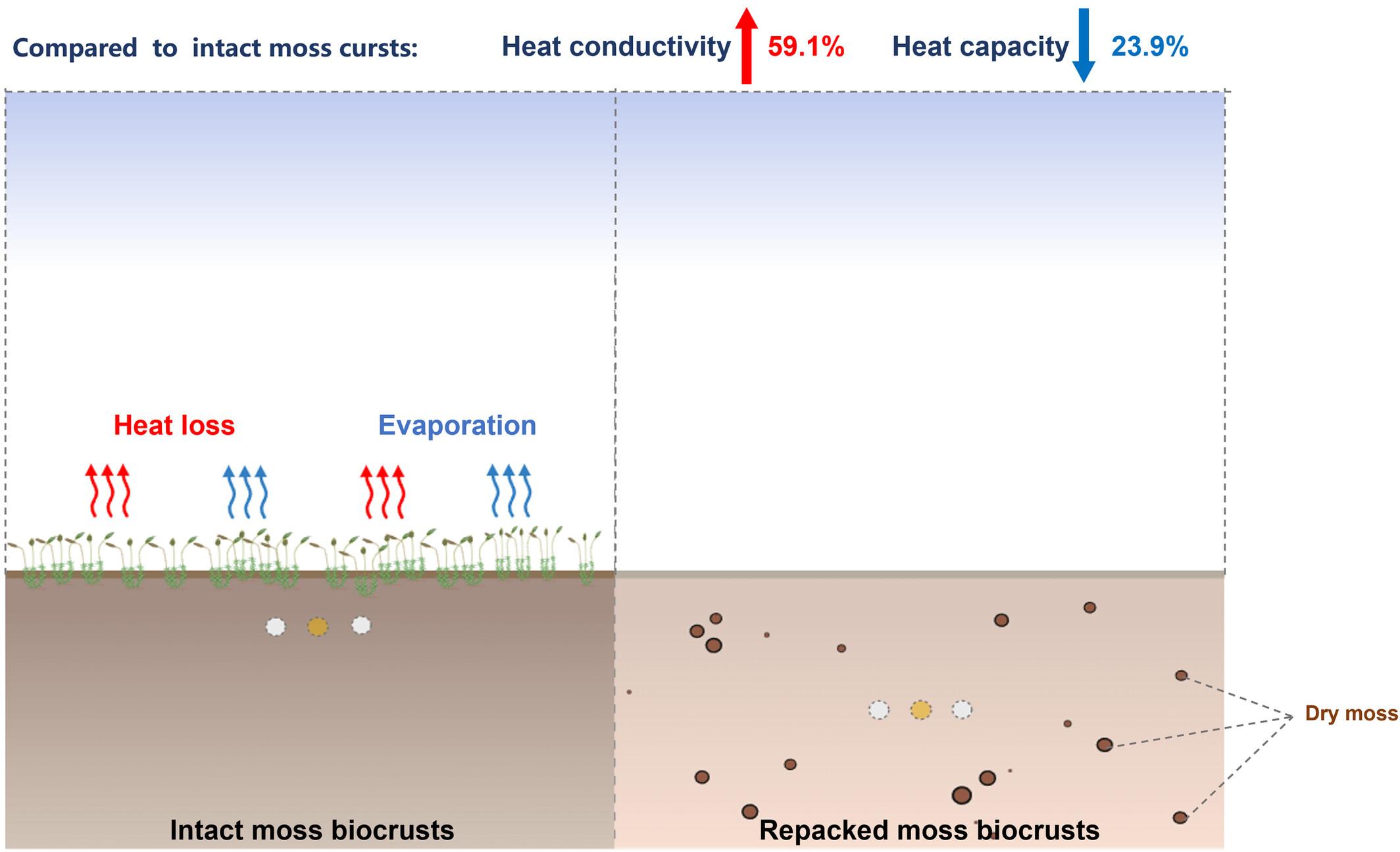 Overlooked biocrust impacts on surface soil thermal properties: Evidence from heat-pulse sensing on large volume samples