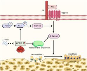 Zhuangyao Jianshen Wan ameliorates senile osteoporosis in SAMP6 mice through Modulation of the GCN5L1-mediated PI3K/Akt/wnt signaling pathway