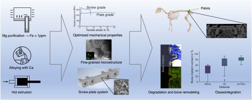 In vivo performance of lean bioabsorbable Mg–Ca alloy X0 and comparison to WE43: Influence of surface modification and alloying content