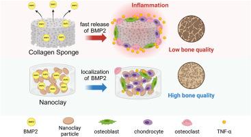 Nanoclay gels attenuate BMP2-associated inflammation and promote chondrogenesis to enhance BMP2-spinal fusion