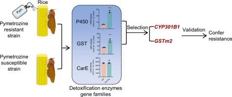 Two critical detoxification enzyme genes, NlCYP301B1 and NlGSTm2 confer pymetrozine resistance in the brown planthopper (BPH), Nilaparvata lugens Stål