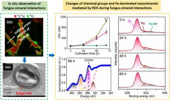 Molecular mechanisms of iron nanominerals formation in fungal extracellular polymeric substances (EPS) layers during fungus-mineral interactions