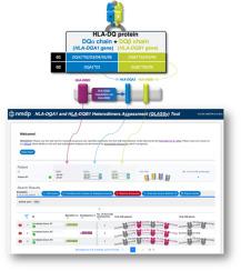 A Tool for the Assessment of HLA-DQ Heterodimer Variation in Hematopoietic Cell Transplantation