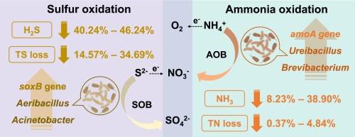 Promoting effect of ammonia oxidation on sulfur oxidation during composting: Nitrate as a bridge