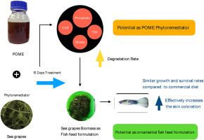 Dual function of sea grapes (Caulerpa racemosa) as phytoremediator for palm oil mill effluent and as ornamental fish feed formulation