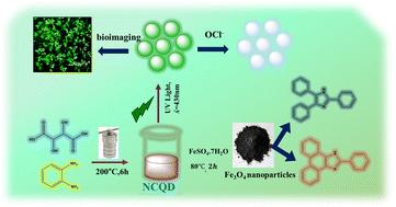 N-doped carbon quantum dots for the selective detection of OCl− ions, bioimaging, and the production of Fe3O4 nanoparticles utilized in the synthesis of substituted imidazole†