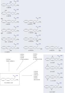 The Role of Arachidonic Acid Metabolizing Cytochromes P450 in the Control of Cardiovascular Functions