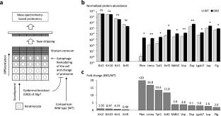 Identification of autophagy-regulated proteins by proteomic analysis of tape-stripped stratum corneum