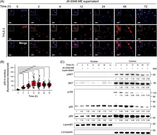 Induced collagen type-I secretion by hepatocytes of the melanoma liver metastasis is associated with a reduction in tumour-infiltrating lymphocytes