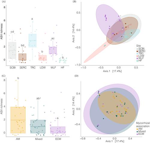 Understanding the ecological versatility of Tetracladium species in temperate forest soils